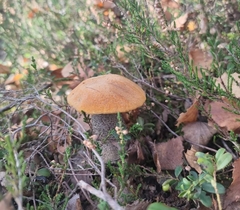 Leccinum