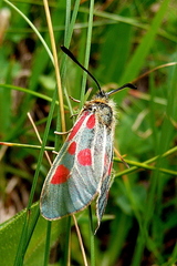 Zygaena exulans