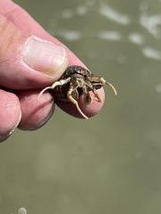 Isocheles wurdemanni