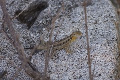 Sceloporus grandaevus