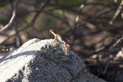 Sceloporus grandaevus