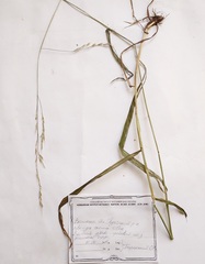 Lolium giganteum