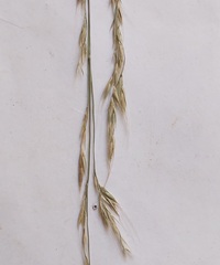 Lolium giganteum