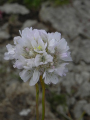 Armeria nebrodensis