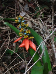 Aechmea mertensii