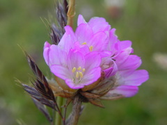 Armeria nebrodensis