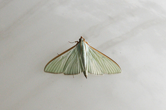 Margaroniini