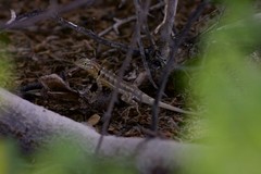 Sceloporus grandaevus