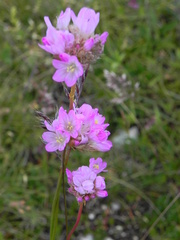 Armeria nebrodensis