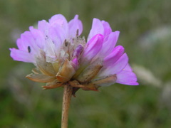 Armeria nebrodensis