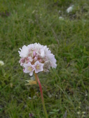 Armeria nebrodensis