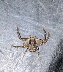 Thomisidae