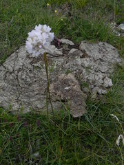 Armeria nebrodensis