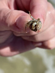 Isocheles wurdemanni