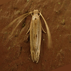 Amphixystis hapsimacha