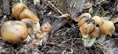 Psilocybe caerulescens