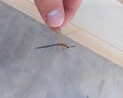 Myrmeleon formicarius