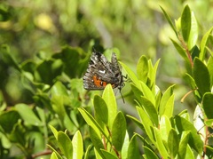 Phasis clavum clavum