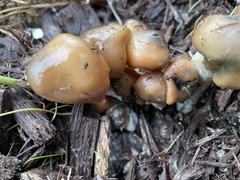 Psilocybe caerulescens