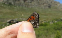 Phasis clavum clavum