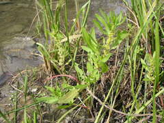 Rumex maritimus