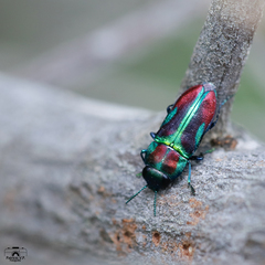 Bilyaxia concinna