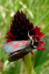 Zygaena exulans
