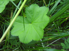 Alchemilla