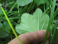 Alchemilla