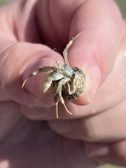 Isocheles wurdemanni