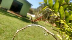 Hetaerina rosea
