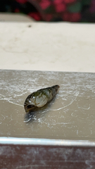 Semisulcospiridae