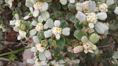 Spyridium coactilifolium