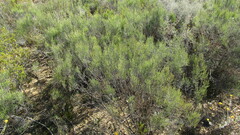 Dicerothamnus rhinocerotis