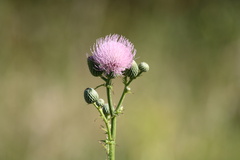 Cirsium nuttallii
