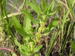 Rumex maritimus