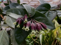 Macleania cordifolia