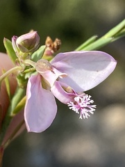 Polygala wittebergensis