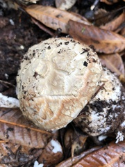 Amanita smithiana