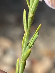 Polygala wittebergensis