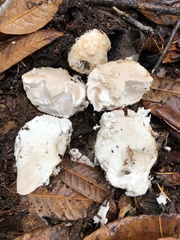 Amanita smithiana