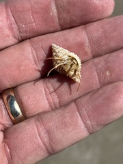 Isocheles wurdemanni