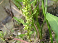Rumex maritimus