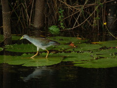 Porphyrio flavirostris