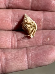 Isocheles wurdemanni