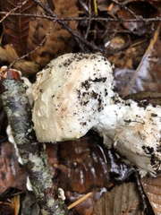 Amanita smithiana