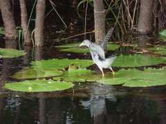 Porphyrio flavirostris