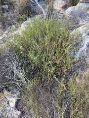Polygala wittebergensis