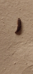 Dermestes