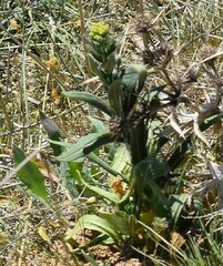 Alyssum montanum